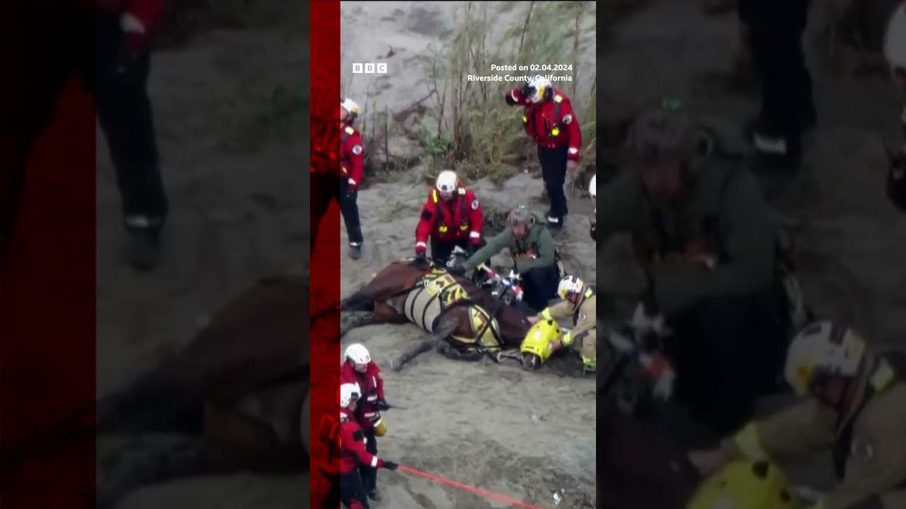 Horse airlifted after nearly 24 hours stuck in California river. #Shorts #Horse #California #BBCNews