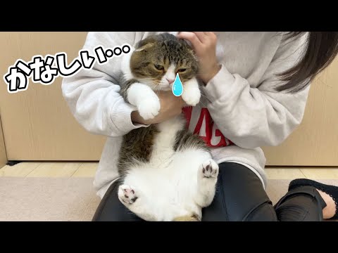 普段優しいパパ猫が怒って猫パンチしちゃいました 涙 まとめちゅーぶ