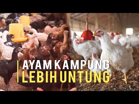 Upload mp3 to YouTube and audio cutter for Ternak Ayam Kampung Lebih Untung Dari Ayam Potong download from Youtube