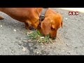 Viral Video || Dog Eating Grass || గడ్డి తింటున్న కుక్క || ABN Telugu  - 01:08 min - News - Video
