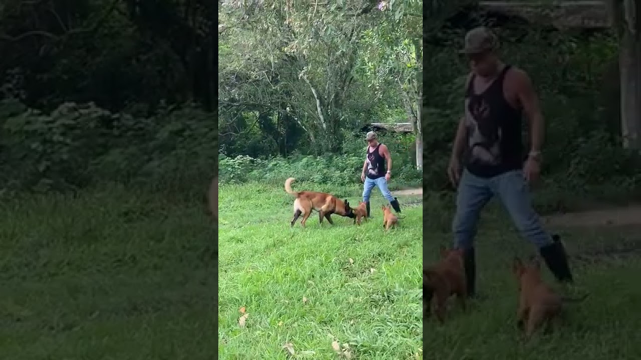 Lulu da Pomerânia - O Bloco do Carnaval