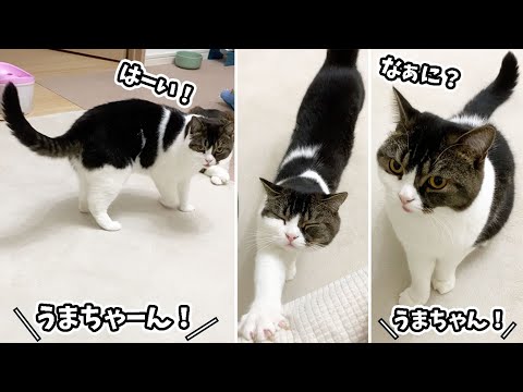 🐈話しかけるとお返事する猫 #shorts - まとめちゅーぶ