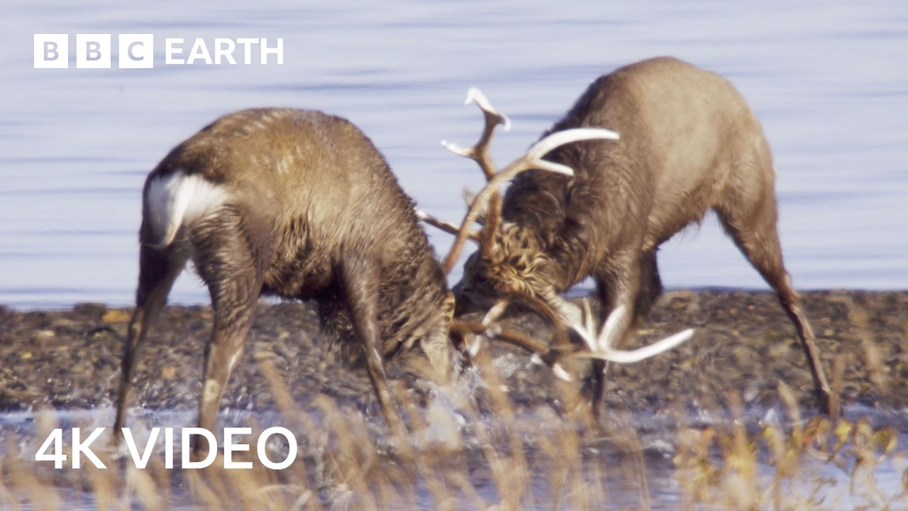 Tense Sika Deer Battle for Dominance | 4K UHD | Wild Japan | BBC Earth