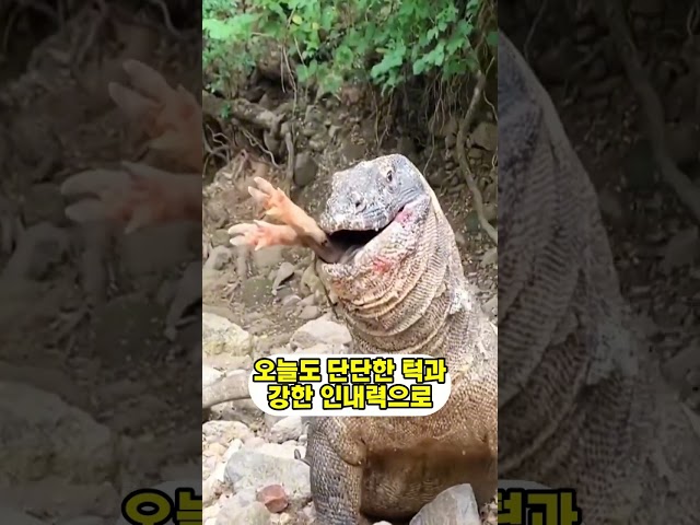코모도왕도마뱀을 마주친 90kg 멧돼지의 최후