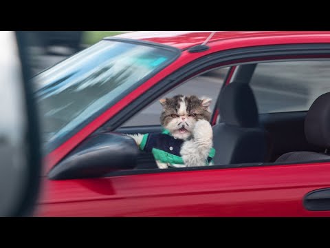Pet Peeves - Driving