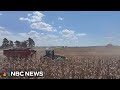 Tariffs among worries for soybean farmers as bankruptcies rise