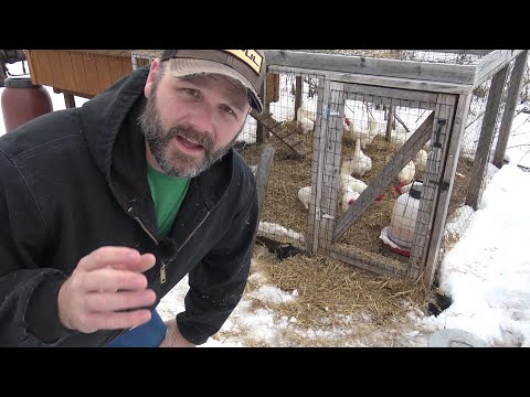 DO CHICKENS NEED HEAT IN THE WINTER? YOU MIGHT BE SURPRISED!