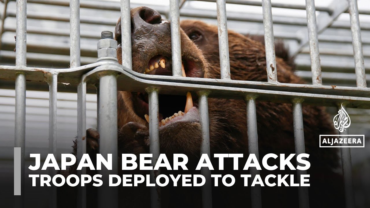 Japan deploys troops to northern mountains to tackle rising deadly bear attacks