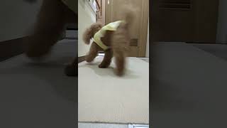 ＜保護犬 トイプードル＞#shorts  #dog #pets