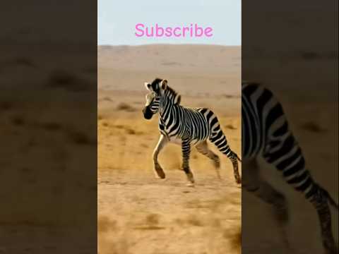 zebra donkey scared lions.#donkey.