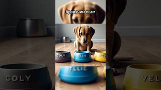 Индийские собаки СДЕЛАЛИ СВОЙ ВЫБОР #шортс #shorts #индия #собаки #интересныефакты