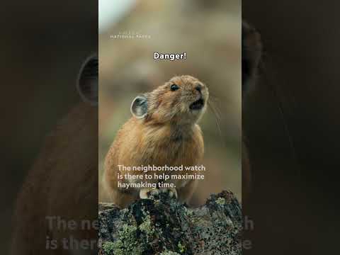 American pikas: adorable furball or voracious scavenger? 🤔 #AmericasNationalParks