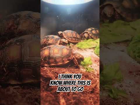 New addition to the fish room #tmnt #REDFOOT #tort 