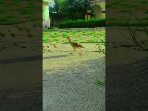 teetar family 🥰#viral #foryou