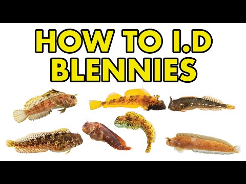 UK Blennies_ HOW TO I.D Donate to the channel here_ https_//www.buymeacoffee.com/jackperks

Music © www.tomwanless.com
Foot
