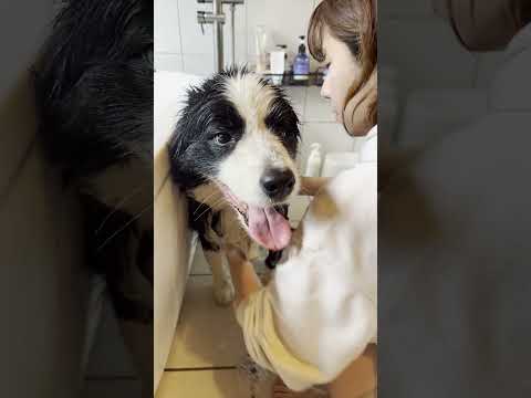 ボーダーコリーを飼う前に見てほしい動画 #ボーダーコリー #puppy #しろくろコリー #犬 #可愛い #大型犬のいる生活 #ボーダーコリーのまろ #癒し #ボーダーコリーのまろ #チワワ