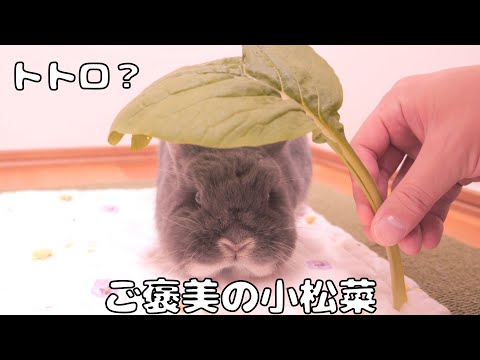 爪切りのご褒美に小松菜をあげたらトトロになった可愛いミミ【No.1721】