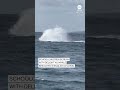 Schoolchildren scream with delight as whale breaches in English Channel  - 01:00 min - News - Video