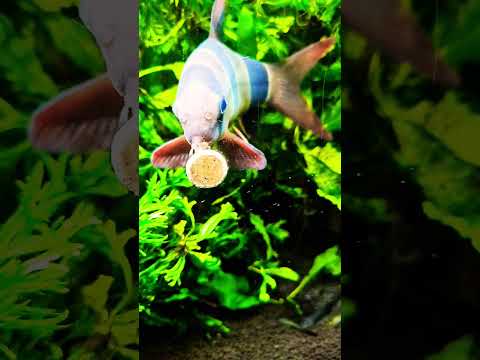 Fishy DINNER #exoticaquariumfish #fishaquarium #fi 