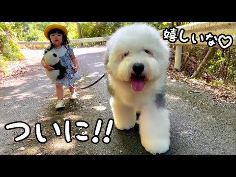 【初♡】不可能だと思っていたわんぱくな弟の散歩を３歳児がマスターしちゃいました…！｜グレートピレニーズ&オールドイングリッシュシープドッグ&トイプードル
