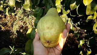 component By name Without La cules de pere mari-picking pears high - YouTube