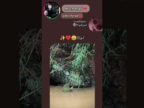 أحسه تمساح !!✨#اشتراك#لايك#اكسبلور#ايقنت#اهميه#shorts#explore#fypp#foryou