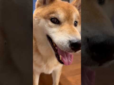 🐶 #柴犬 #dog #わんこ #shibainu #パグ #doggie #cutedog #pug #funny #ブレス #breath #shiba #healing #癒し #犬 #いぬ サムネイル