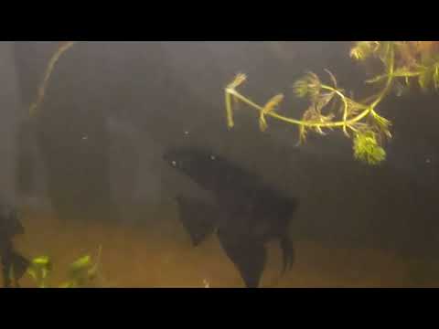 Black Angelfish breeding pair. The breeding pair of black angels I'm putting in the Jeff Pelham auction tomorrow. 

https_//www.you