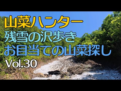 Vol.30 山菜ハンター〜殘雪の澤歩きお目當ての山菜探し〜