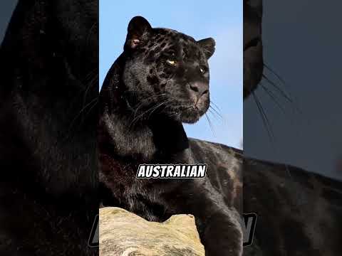 "The Curse of the Black Panther: The Jungle’s Deadly Legend" #blackpanther #animals