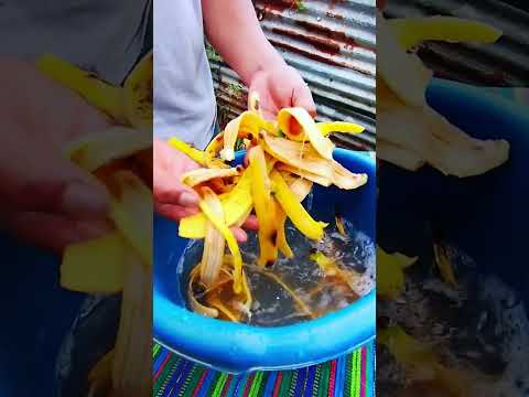 cascara de banano para frutales #jardin #plantas