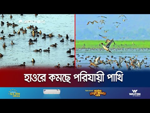 হাকালুকি হাওরে পরিযায়ী পাখি শিকার, যেন দেখার কেউ নেই! | Migratory Birds Decrease | Jamuna TV