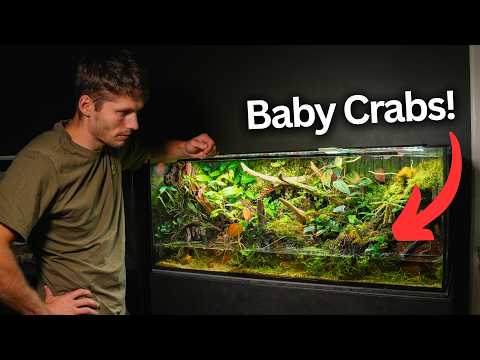 450 Days Ago I Made An Ecosystem, This Happened! 450 days ago, I built an ecosystem for vampire crabs, shrimp, fish, and tropical plants. Since then,