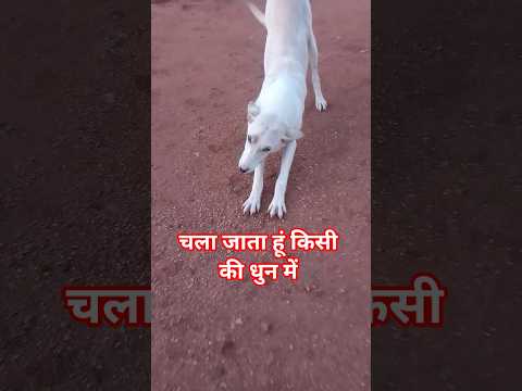 किशोर कुमार कि पुराने गाने।। चला जाता हूं किसी की धुन में।। old songs 🎶। #music #shortfeed #oldsong