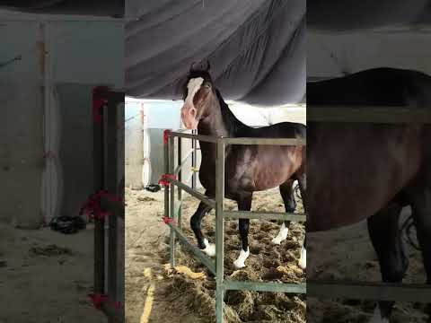 jabardast Australian horse 🐴🐎🐎 #america #england