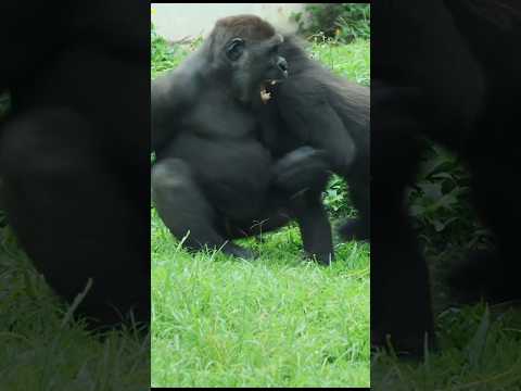 犬の動画サムネイル - gorilla fun playing 😆 #gorillatag #金剛猩猩 #台北市立動物園 #shorts
