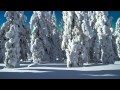 Des sapins recouverts de neige