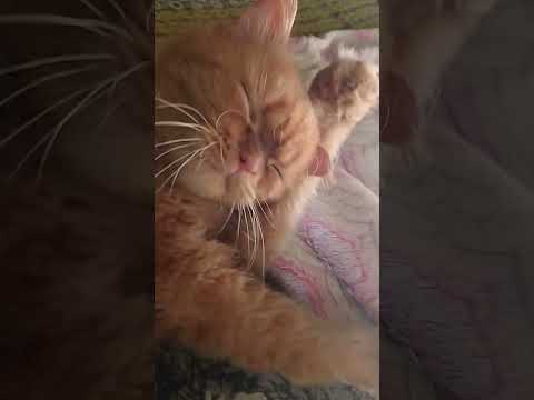 #cat #catshorts #catvideos #catmemes #trendingshorts #shorts #trending #shortvideo #pets