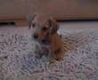 Minature dachshund puppy