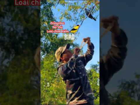 Farmer’s Unbelievable Slingshot Shot – Hits a Black Bird High in the Tree #slingshot