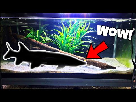 Predatory Native Fish Added To Home Aquarium! After one YEAR of searching.... I finally got this predatory native fish added back into my fish roo