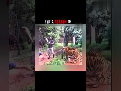 Lion For a Reason 💀 #Fertile facts