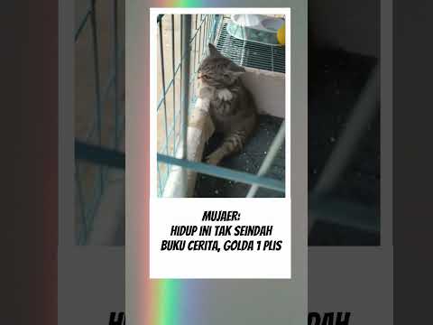 Mujaer galau 😂 #kucing #fyp #videolucu