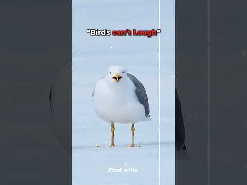 bird Laugh 😱☠️ #edit #birds #shorts