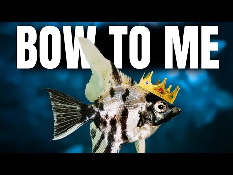 If Your Fish Were Influencers What is your fish's personality if they were influencers. We are going over them all in this video!
