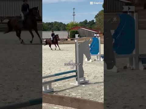 Hard to believe it’s almost been a year #horse #equestrianjourney #horseenthusiast