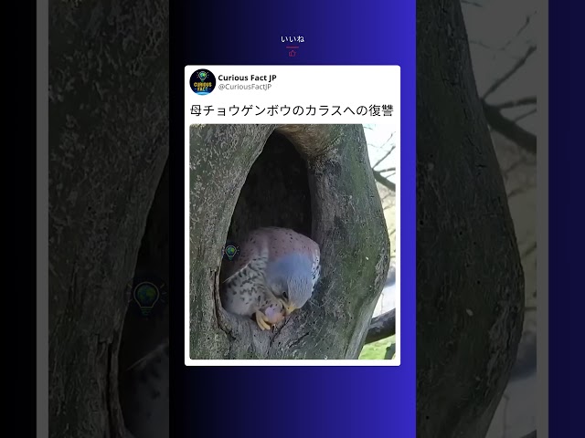 チョウゲンボウとカラスが空で見せる驚きのかけひき