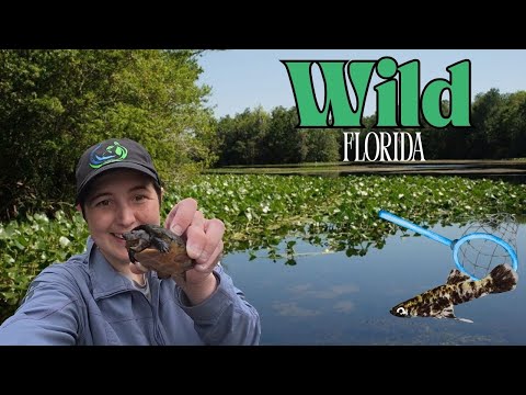 Collecting Native FLORIDA FISH First collecting video of the channel!!! Definitely more to come!!!

Follow me on the socials!

Inst