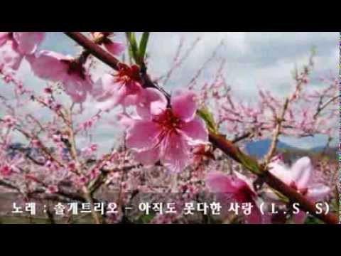 솔개트리오- 아직도 못다한 사랑