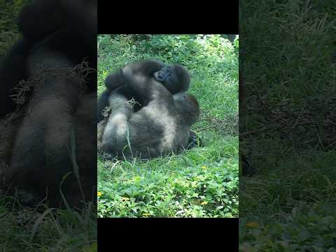 gorilla fun playing 😆 #gorillatag #金剛猩猩 #台北市立動物園 #taipeizoo #zoo #shorts サムネイル